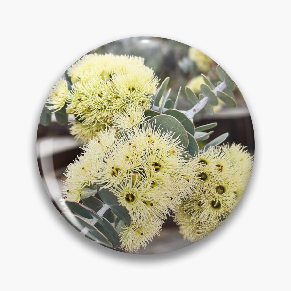 Item preview, Book-Leaf Mallee Eucalyptus Silver Blue Australian Native Plant designed and sold by Be Captured by Brittany Emma.
