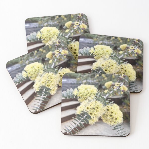 Item preview, Book-Leaf Mallee Eucalyptus Silver Blue Australian Native Plant designed and sold by Be Captured by Brittany Emma.