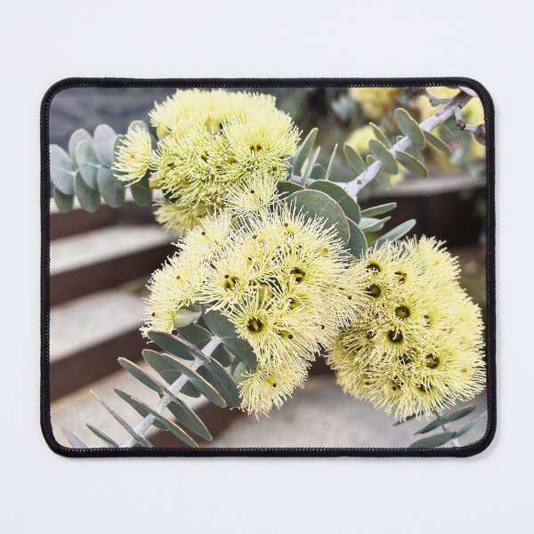 Item preview, Book-Leaf Mallee Eucalyptus Silver Blue Australian Native Plant designed and sold by Be Captured by Brittany Emma.