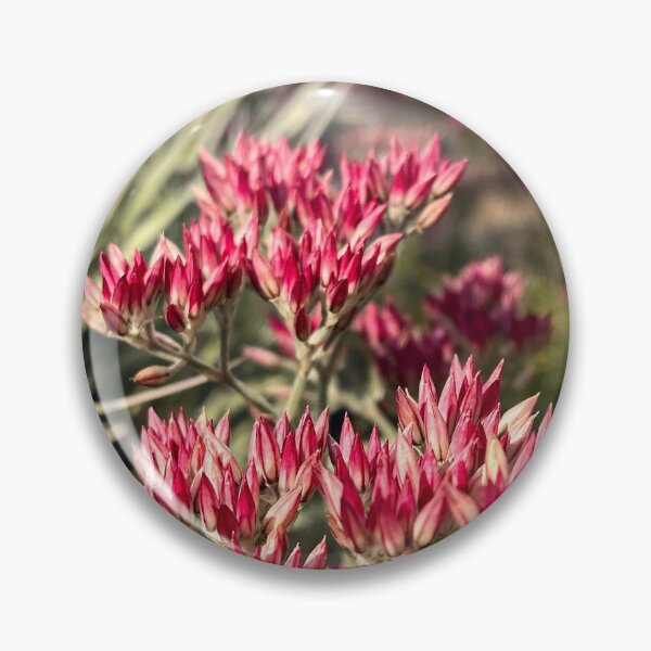 Item preview, Polycarpaea longiflora Australian Wildflower Botanical Macro designed and sold by Be Captured by Brittany Emma.