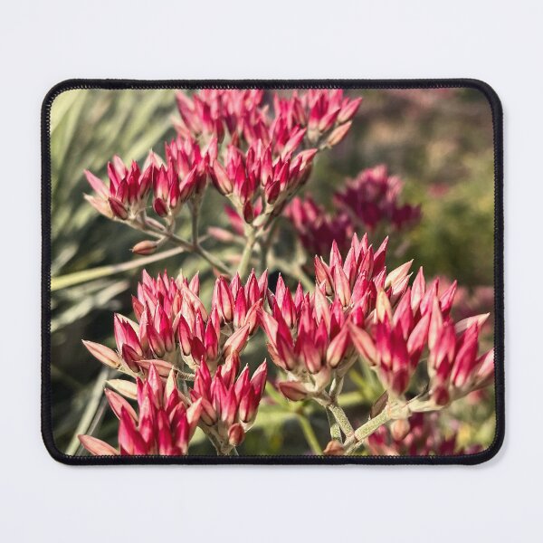 Item preview, Polycarpaea longiflora Australian Wildflower Botanical Macro designed and sold by Be Captured by Brittany Emma.
