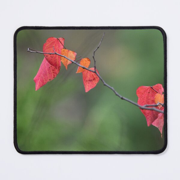 Item preview, Early Autumn Colours designed and sold by photosbymia.