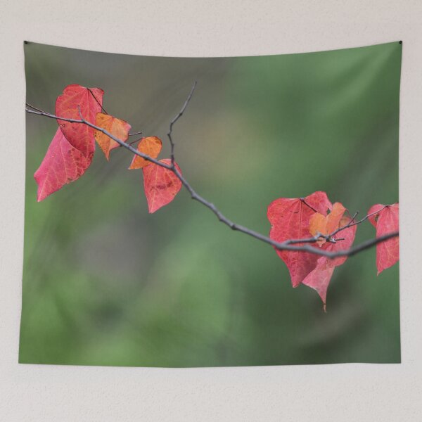 Item preview, Early Autumn Colours designed and sold by photosbymia.
