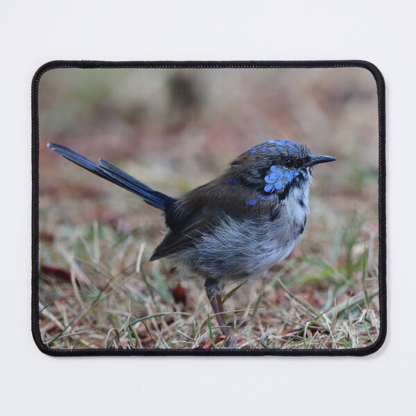 Item preview, Little Blue Fairy Wren designed and sold by photosbymia.