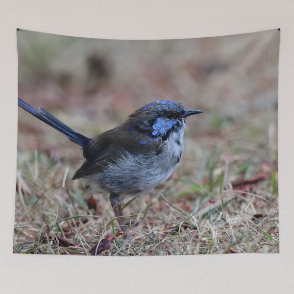 Item preview, Little Blue Fairy Wren designed and sold by photosbymia.