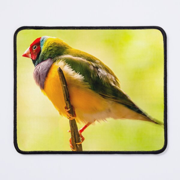 Item preview, Gouldian Finch Portrait | Vibrant Rainbow Wildlife, Native Australian Bird Art designed and sold by Ross.A.Campbell.