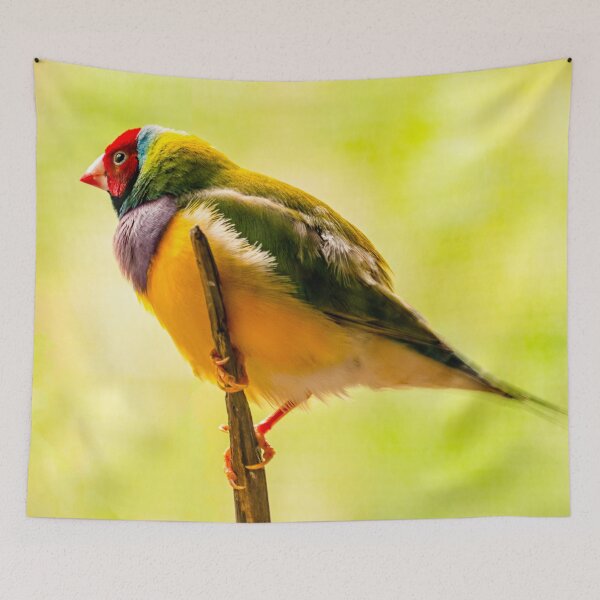 Item preview, Gouldian Finch Portrait | Vibrant Rainbow Wildlife, Native Australian Bird Art designed and sold by Ross.A.Campbell.