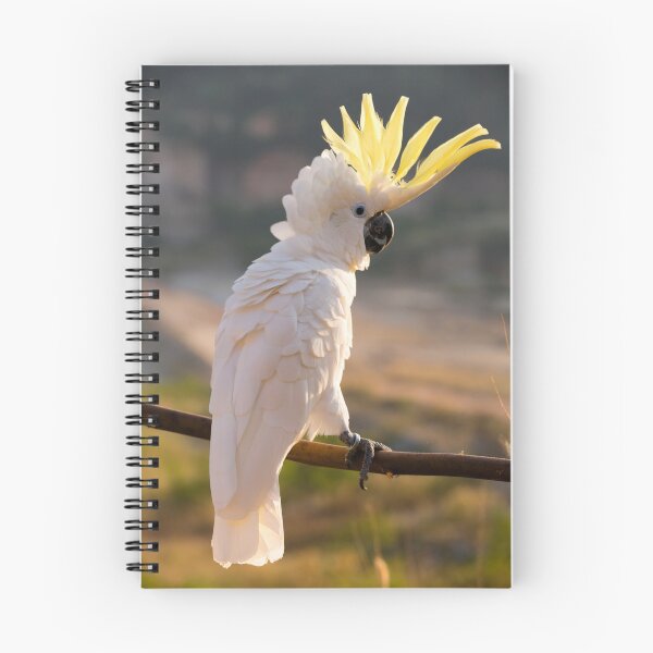 Item preview, Cockatoo Bird Stands on Branch With Blurred Background in Nature designed and sold by Kevin Miller Photography.