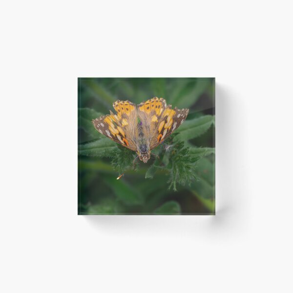 Item preview, Tattered Painted Lady Butterfly designed and sold by Ralph Goldsmith.