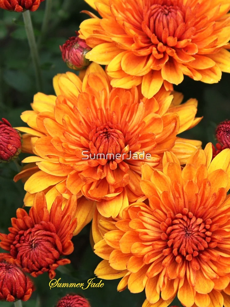 Thumbnail 4 of 4, iPhone Case, Fall Fancy ~ Rust Color Button Mums designed and sold by SummerJade.