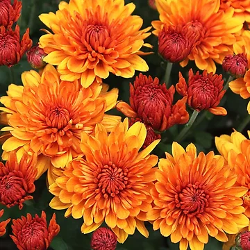 Artwork thumbnail, Fall Fancy ~ Rust Color Button Mums by SummerJade