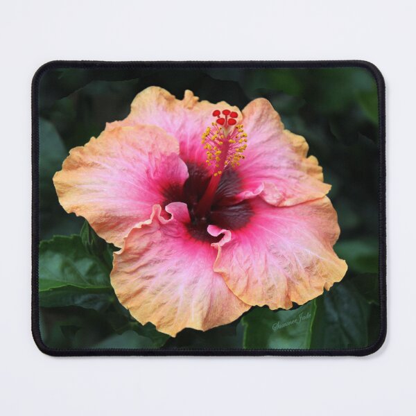 Item preview, Fancy Tri-color Hibiscus ~ Magical designed and sold by SummerJade.