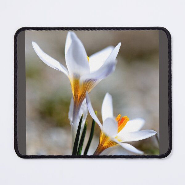 Item preview, White Crocus Bloom in Spring Light designed and sold by onubi.