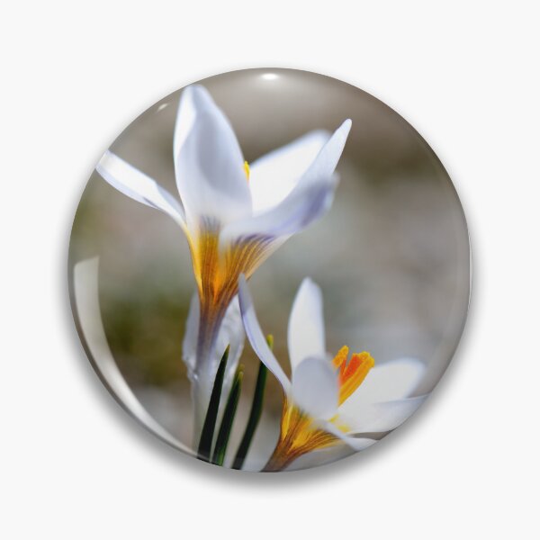 Item preview, White Crocus Bloom in Spring Light designed and sold by onubi.