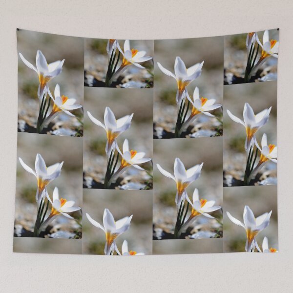 Item preview, White Crocus Bloom in Spring Light designed and sold by onubi.