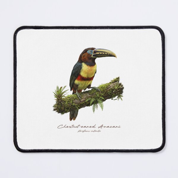 Item preview, Chestnut-eared Aracari on Mossy Branch designed and sold by Takeda-art.