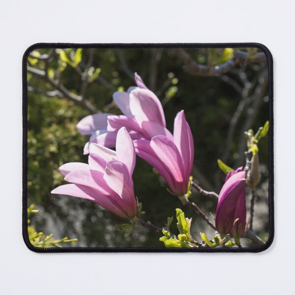 Item preview, Pink Magnolia Branch Blooming in the Sunshine designed and sold by Georgia Mizuleva.