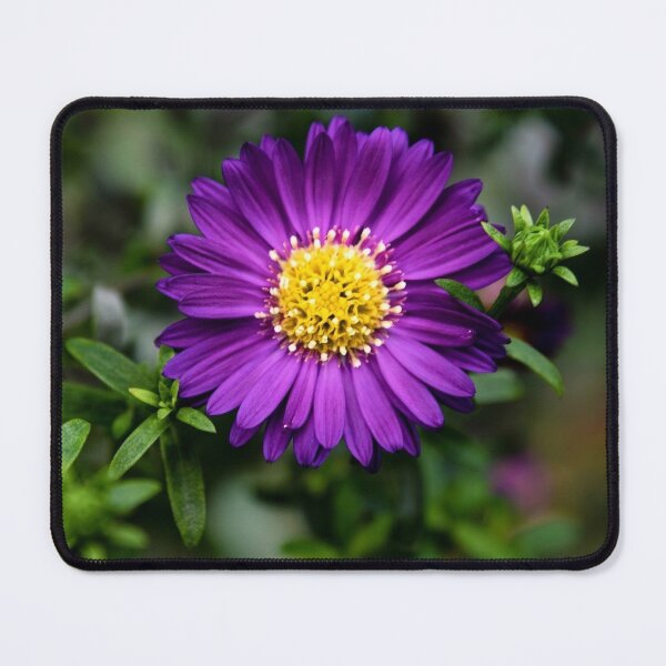 Item preview, Vibrant Purple Aster - Moody Botanical Flower Photography designed and sold by BlueMandarin.