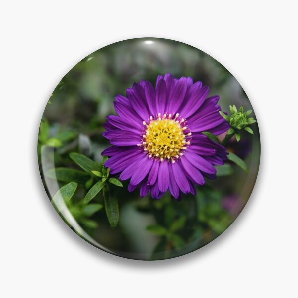 Item preview, Vibrant Purple Aster - Moody Botanical Flower Photography designed and sold by BlueMandarin.