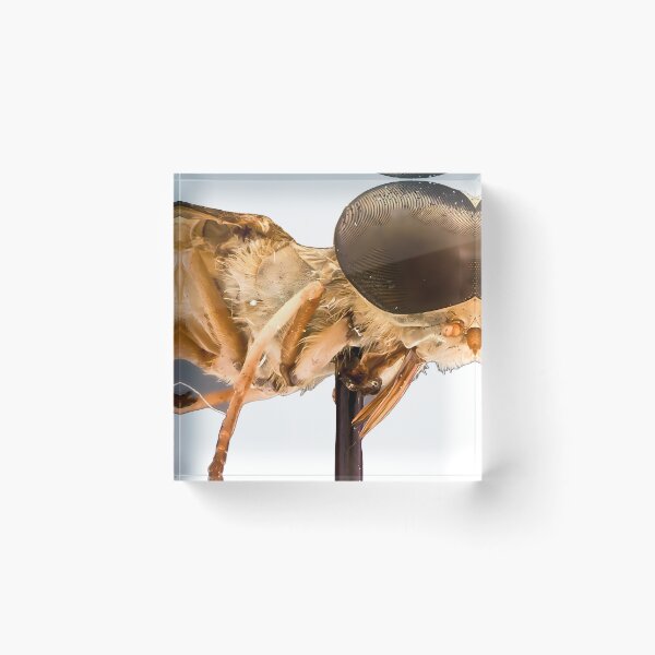 Item preview, Traub Horse Fly | Insect Art designed and sold by GammaRay.