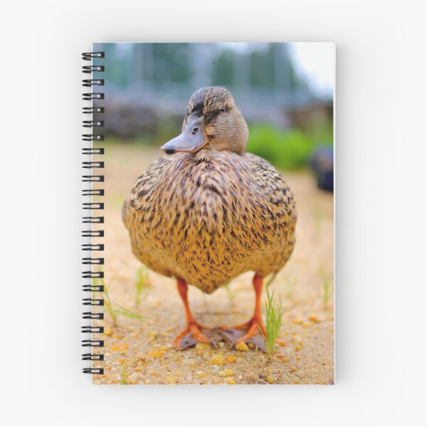 Item preview, Duck, Duck...DUCK?! designed and sold by StampCity.