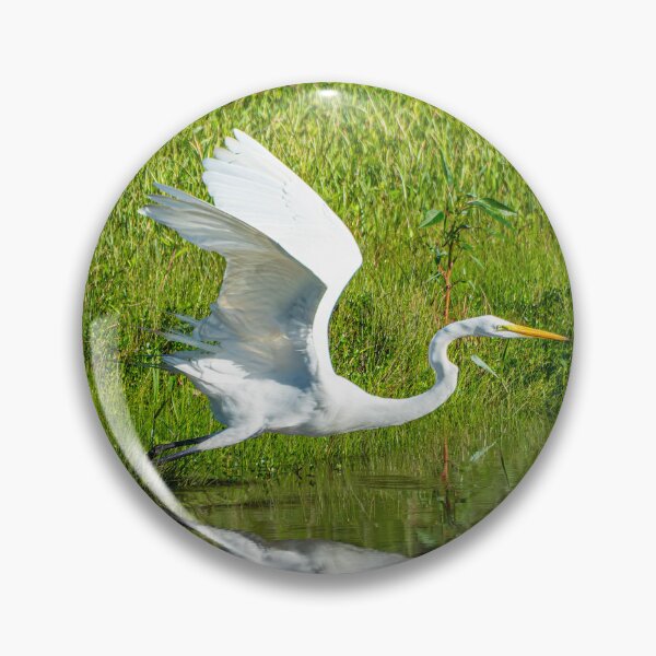 Artikelvorschau, Silberreiher im Begriff abzuheben entworfen und verkauft von Pondside-Pics.
