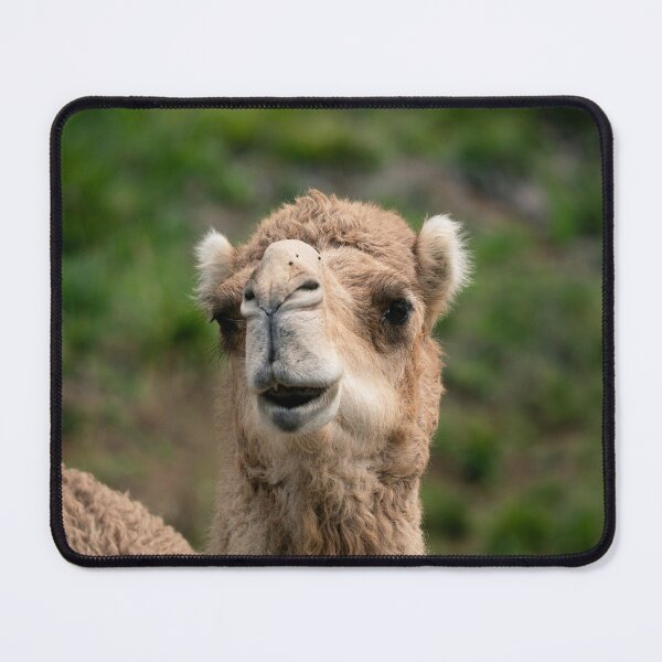Item preview, Camel Desert Animal Wildlife Nature Lover designed and sold by Aureliuszorp.