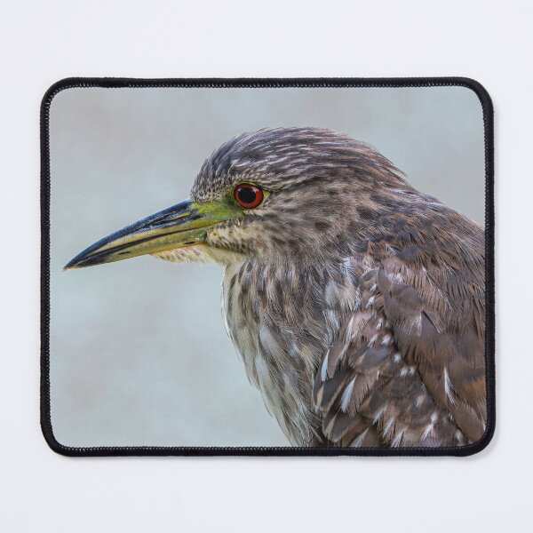 Item preview, Closeup of a Juvenile Black-Crowned Night Heron designed and sold by Pondside-Pics.