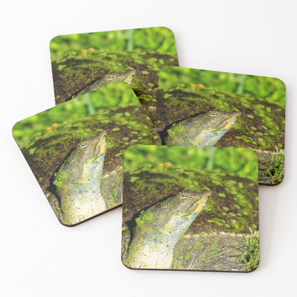 Item preview, Closeup of a Softshell Turtle Covered in Algae designed and sold by Pondside-Pics.