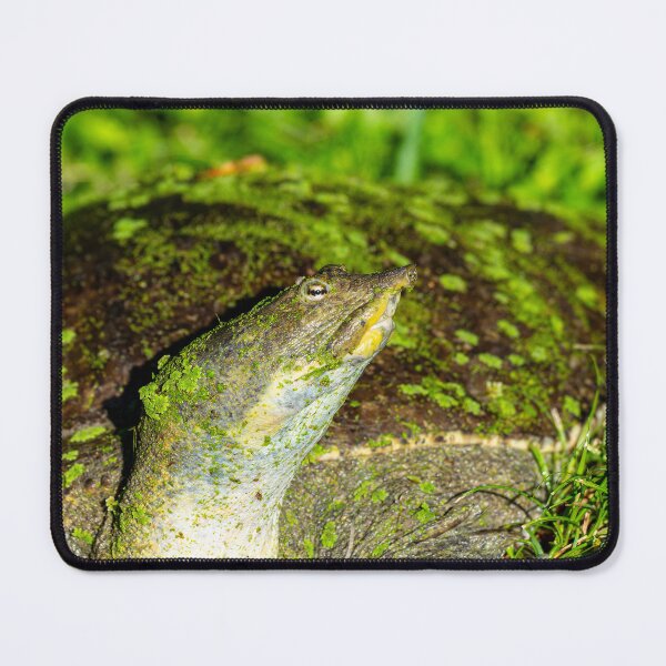 Item preview, Closeup of a Softshell Turtle Covered in Algae designed and sold by Pondside-Pics.