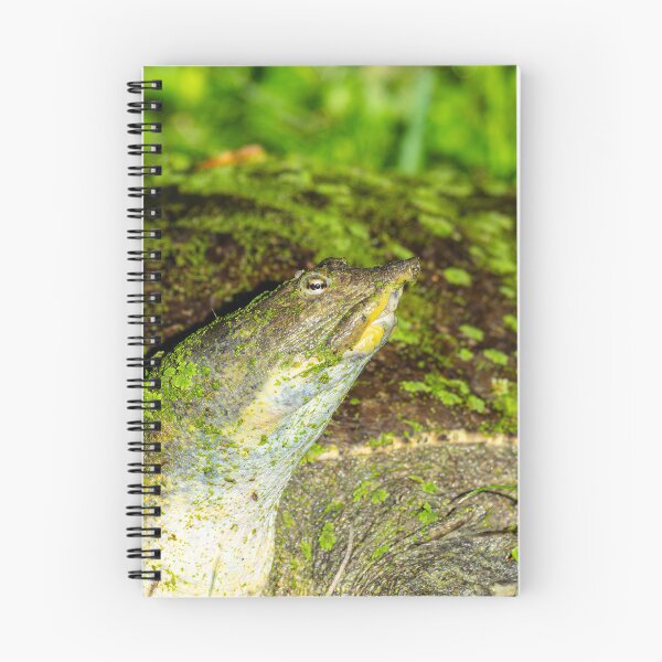 Item preview, Closeup of a Softshell Turtle Covered in Algae designed and sold by Pondside-Pics.
