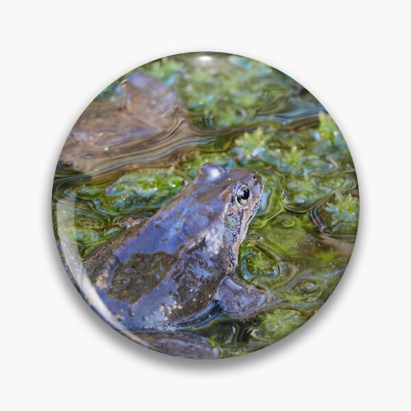 Item preview, Grease. European brown frog designed and sold by Jouko Lehto Photography.