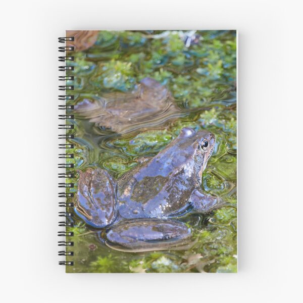 Item preview, Grease. European brown frog designed and sold by Jouko Lehto Photography.