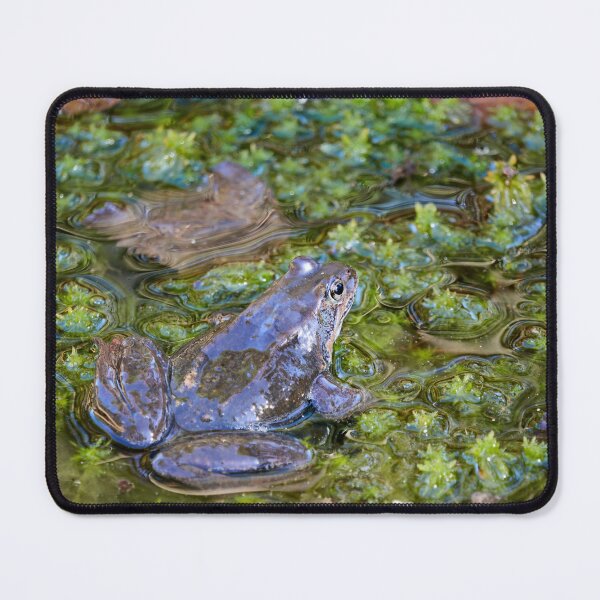 Item preview, Grease. European brown frog designed and sold by Jouko Lehto Photography.