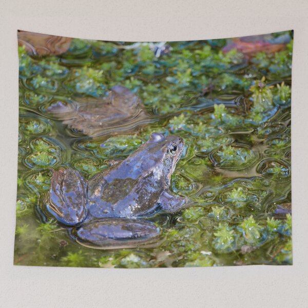 Item preview, Grease. European brown frog designed and sold by Jouko Lehto Photography.