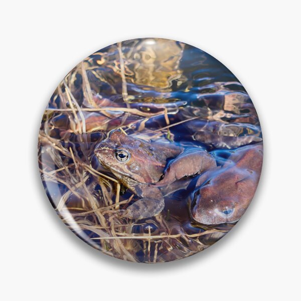 Item preview, How many frogs. European brown frog designed and sold by Jouko Lehto Photography.