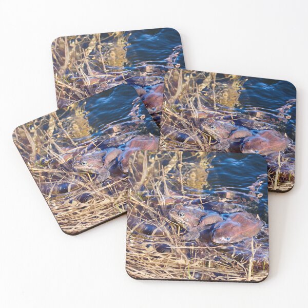 Item preview, How many frogs. European brown frog designed and sold by Jouko Lehto Photography.