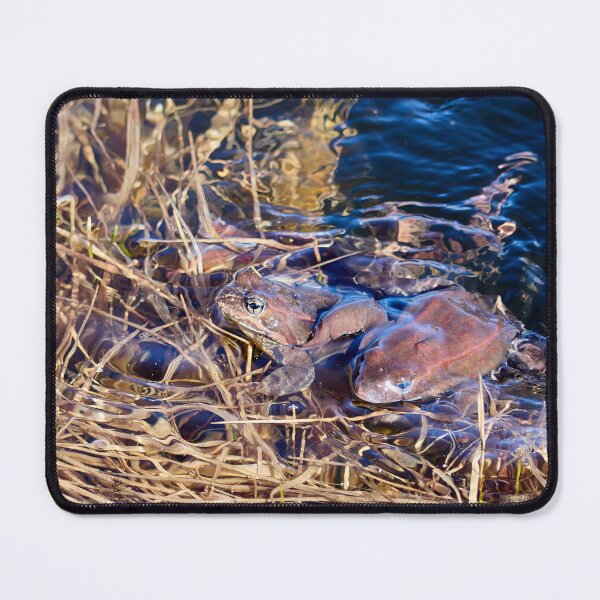 Item preview, How many frogs. European brown frog designed and sold by Jouko Lehto Photography.