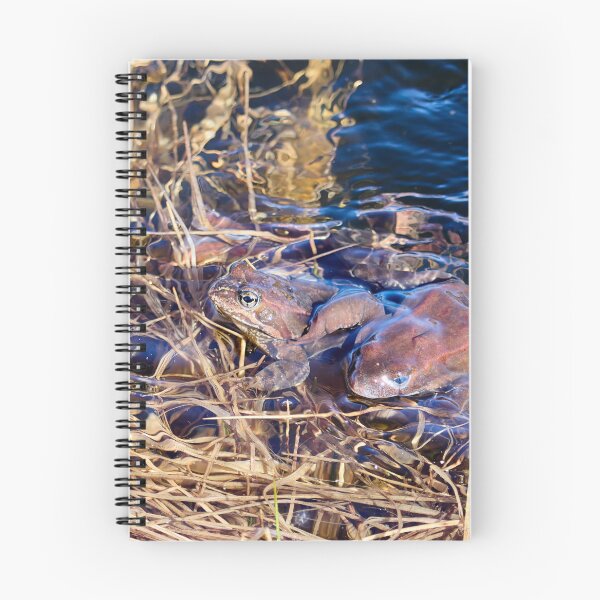 Item preview, How many frogs. European brown frog designed and sold by Jouko Lehto Photography.