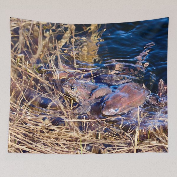 Item preview, How many frogs. European brown frog designed and sold by Jouko Lehto Photography.