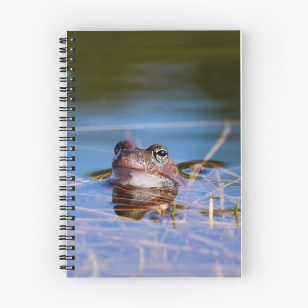 Item preview, Peaceful. European brown frog designed and sold by Jouko Lehto Photography.