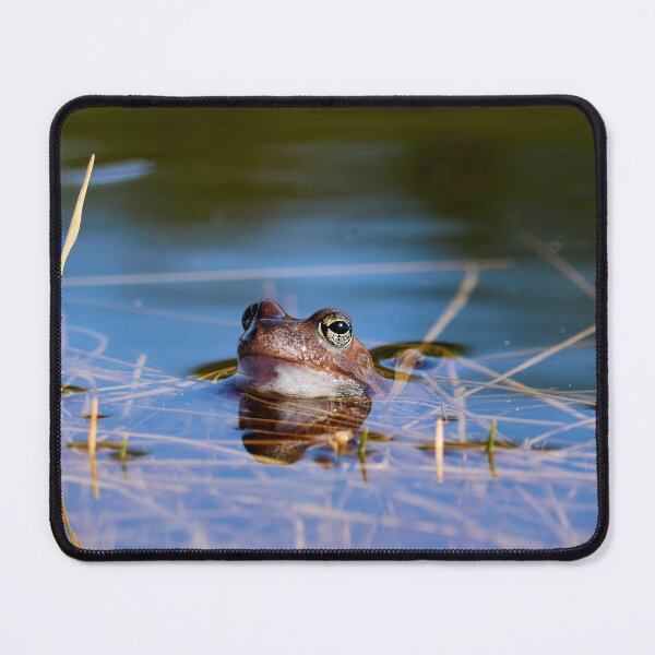 Item preview, Peaceful. European brown frog designed and sold by Jouko Lehto Photography.