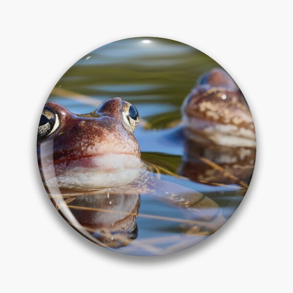 Item preview, Duo. European brown frog designed and sold by Jouko Lehto Photography.