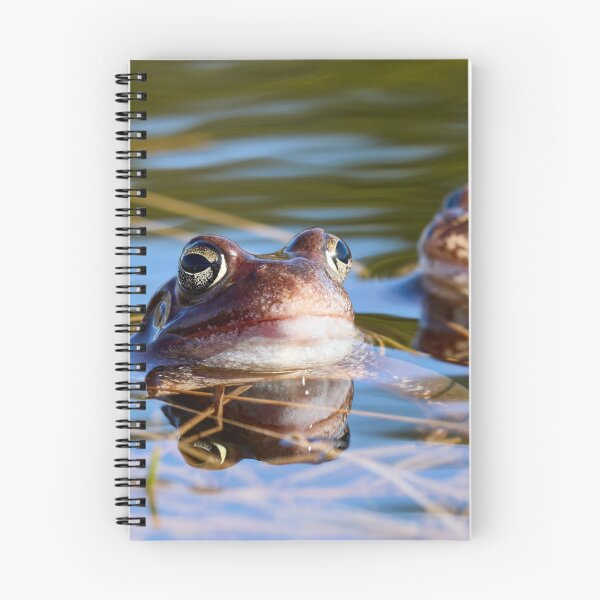 Item preview, Duo. European brown frog designed and sold by Jouko Lehto Photography.