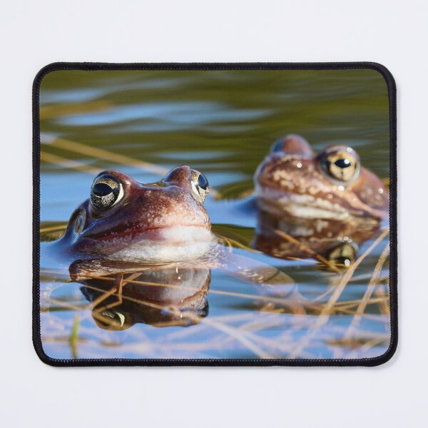 Item preview, Duo. European brown frog designed and sold by Jouko Lehto Photography.