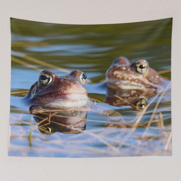 Item preview, Duo. European brown frog designed and sold by Jouko Lehto Photography.