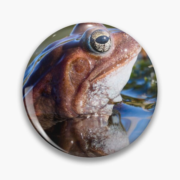 Item preview, Reflection. European brown frog designed and sold by Jouko Lehto Photography.
