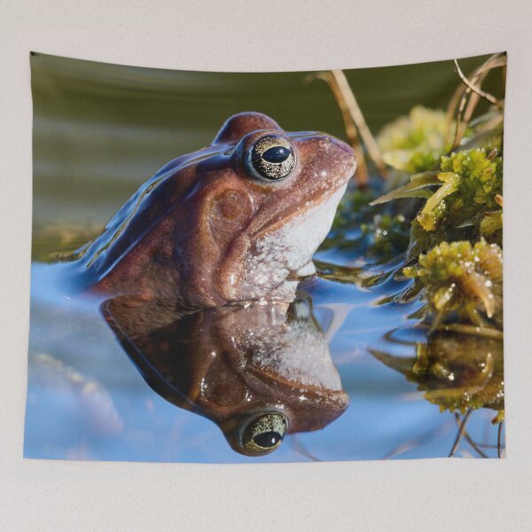 Item preview, Reflection. European brown frog designed and sold by Jouko Lehto Photography.