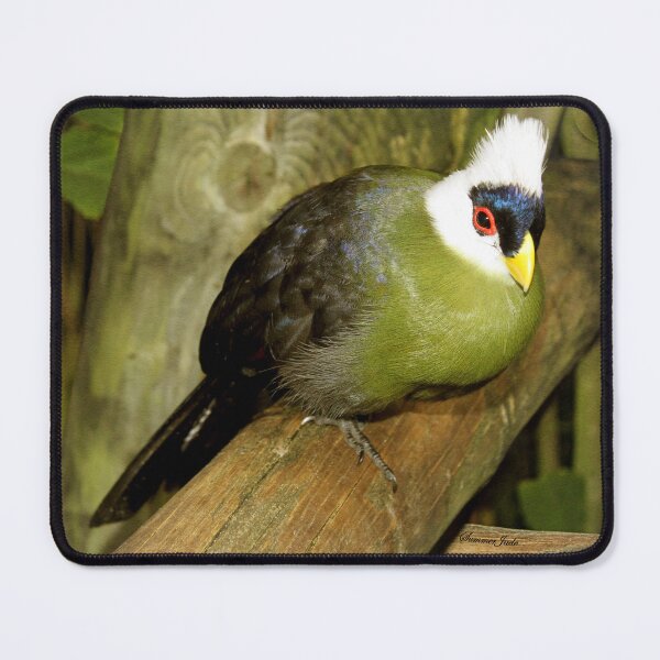 Item preview, White-Crested Turaco ~ a Green Bird designed and sold by SummerJade.