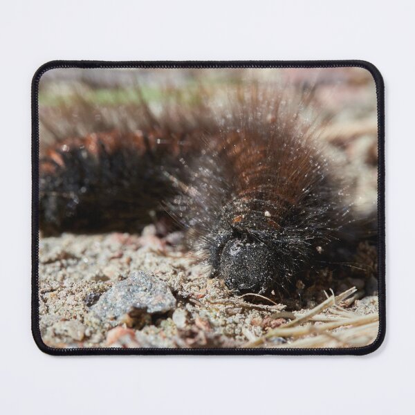 Item preview, Bad hair day. Caterpillar designed and sold by Jouko Lehto Photography.